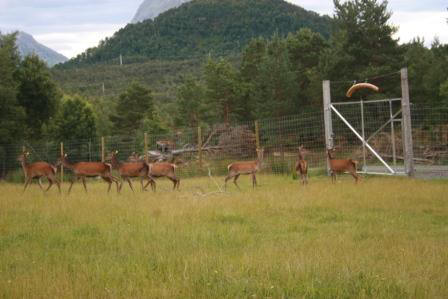 Hjortene med Nauthatten i bakgrunn, slutten av juli 09